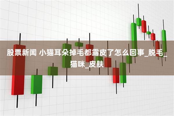 股票新闻 小猫耳朵掉毛都露皮了怎么回事_脱毛_猫咪_皮肤